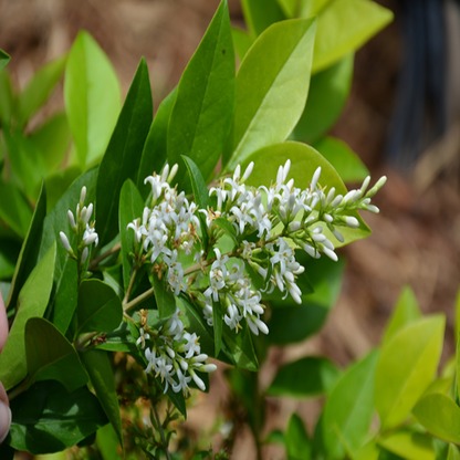 Golden Vicary Privet Or Golden Ligustrum