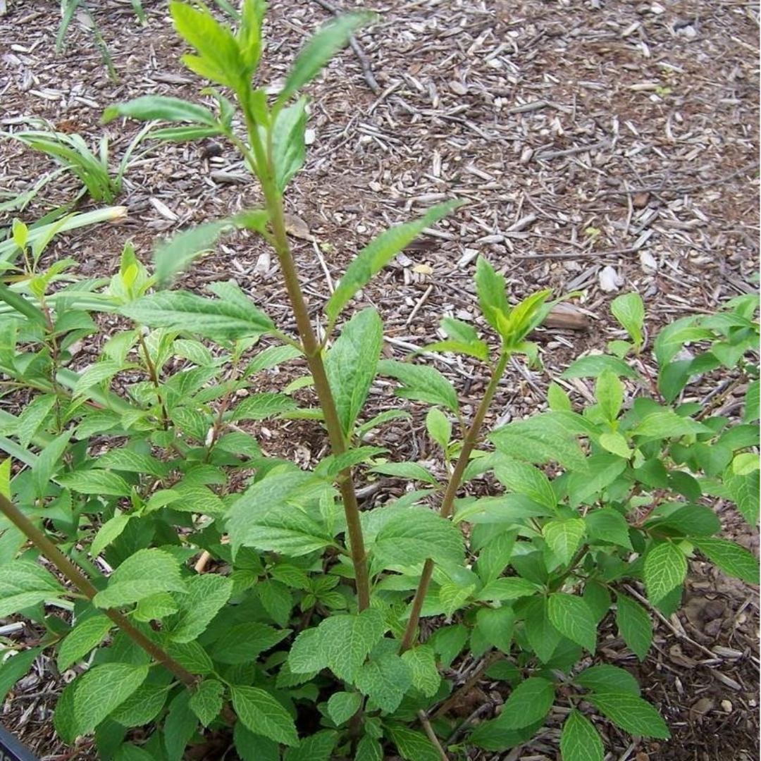 Forsythia" Kumson" Intricate Vein