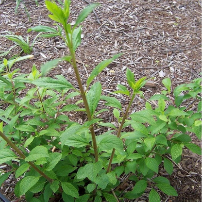 Forsythia" Kumson" Intricate Vein