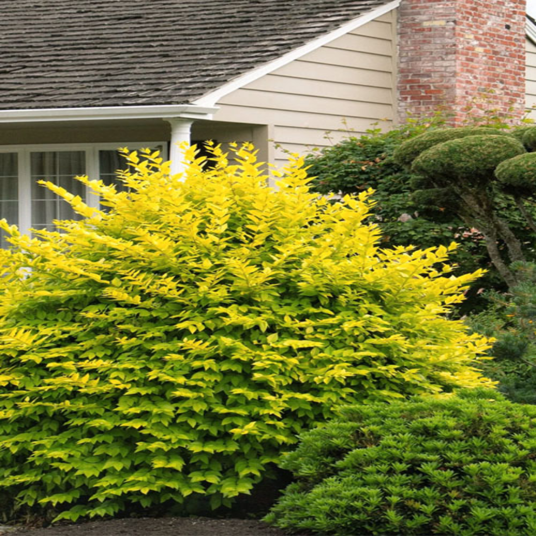 Golden Vicary Privet Or Golden Ligustrum
