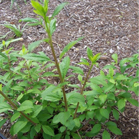 Forsythia" Kumson" Intricate Vein