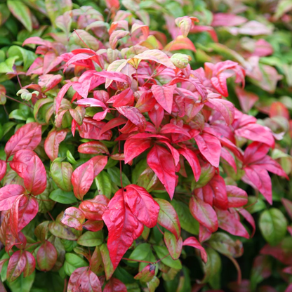 Bonsai Firepower Nandina Indoor/Outdoor (Live Plant)