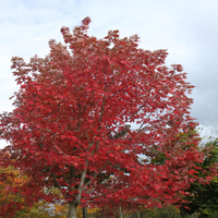 Acer X Freemanii 'Jeffsred' 'Autumn Blaze'