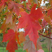 Acer X Freemanii 'Jeffsred' 'Autumn Blaze'
