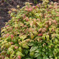 Bonsai Firepower Nandina Indoor/Outdoor (Live Plant)