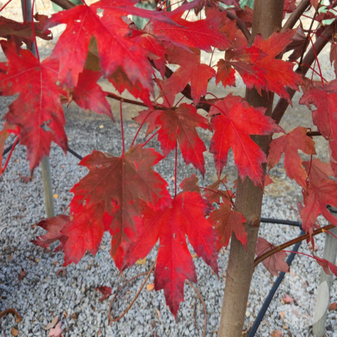 Acer X Freemanii &