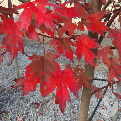 Acer X Freemanii &