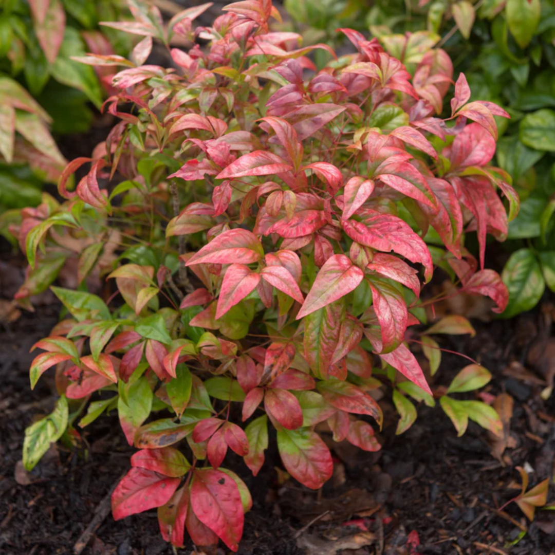 Bonsai Firepower Nandina Indoor/Outdoor (Live Plant)