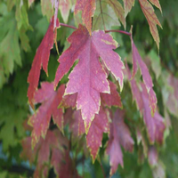 Acer X Freemanii 'Jeffsred' 'Autumn Blaze'