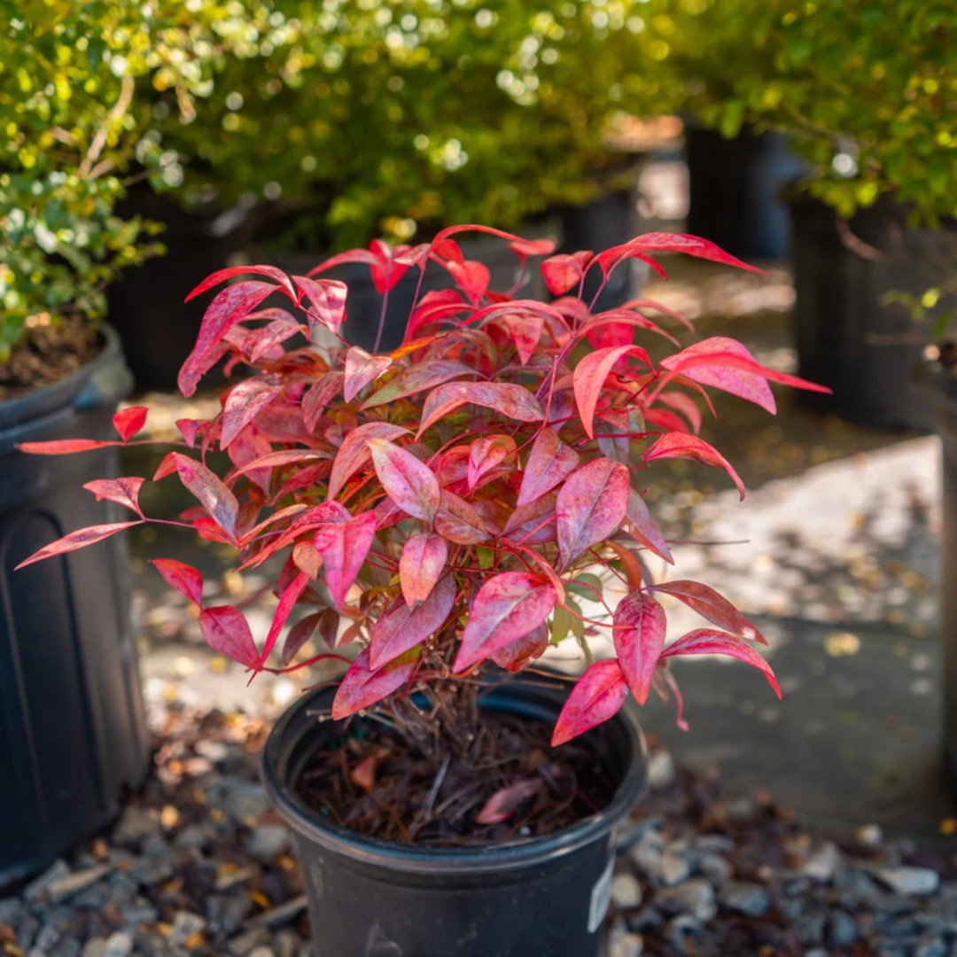 Firepower nandina dwarf shrub with bright red autumn foliage in nursery pot