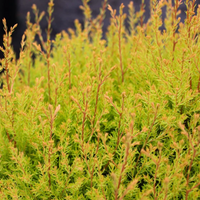 Thuja Rheingold Arborvitae