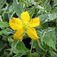 Variegated Japanese Kerria