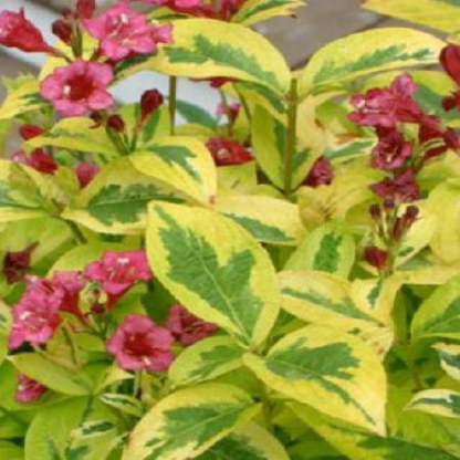 French Lace Weigela