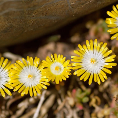 Delosperma Hotcakes® &