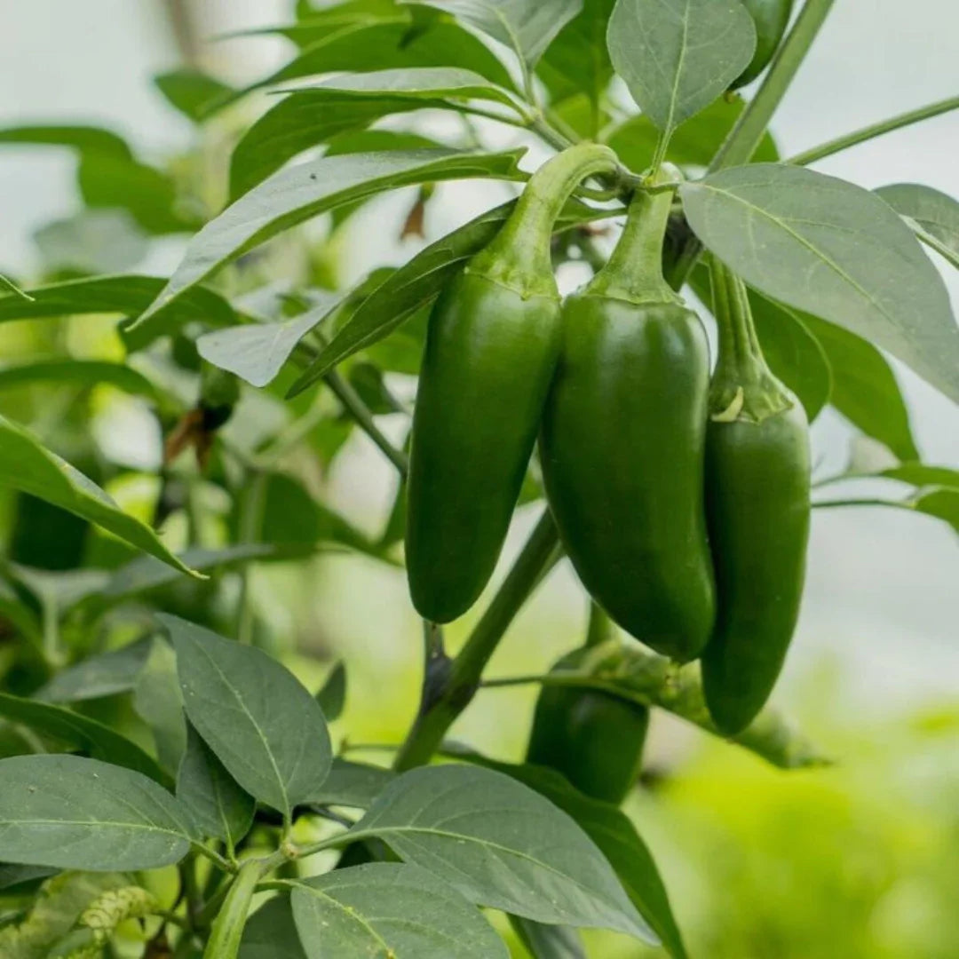 Jalapeño Pepper Plant