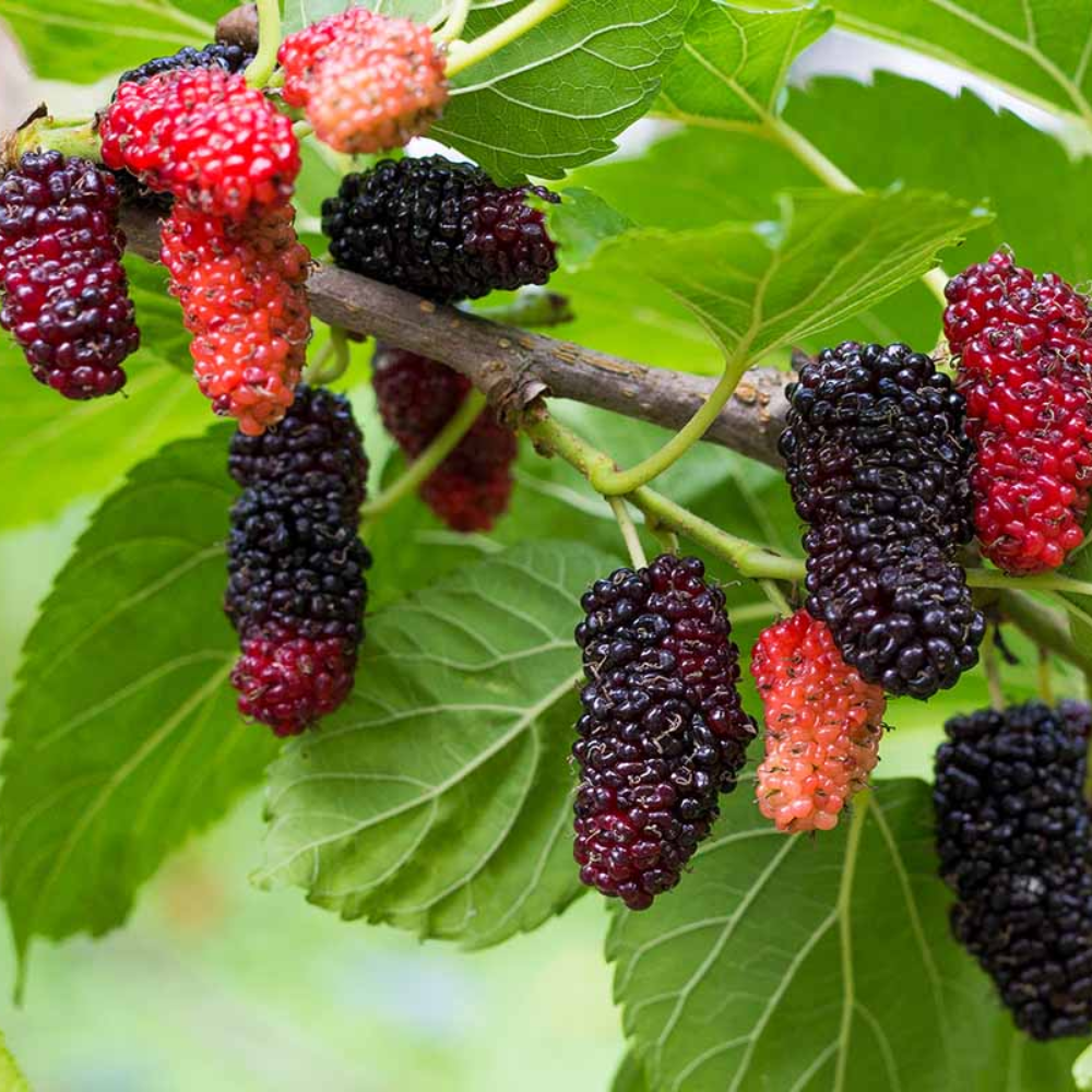Russian Mulberry