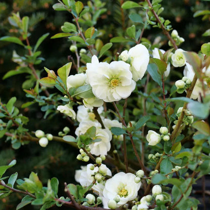 O Yashima Quince