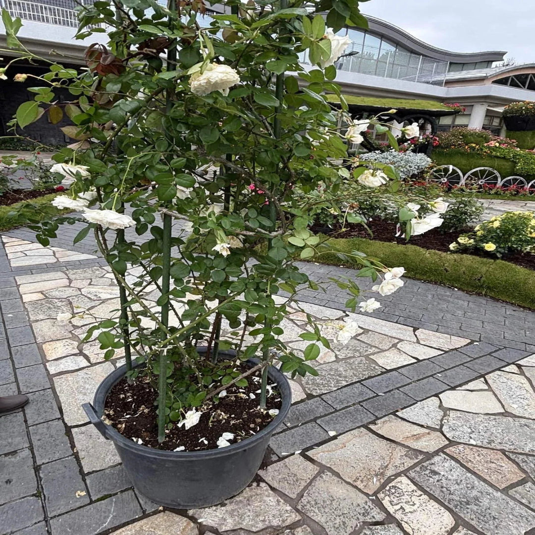 White  Climbing Rose Vine