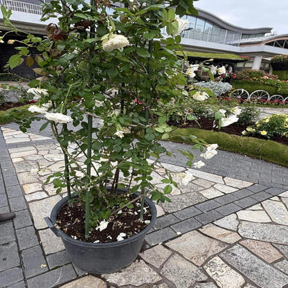 White  Climbing Rose Vine