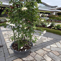 White  Climbing Rose Vine