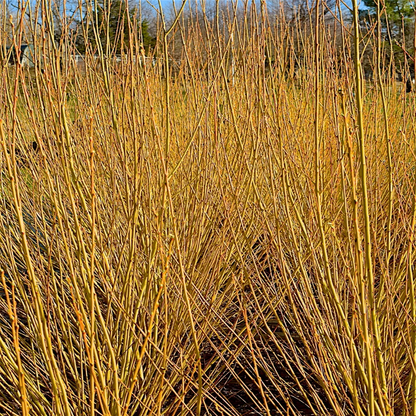 Flame Yellow Willow