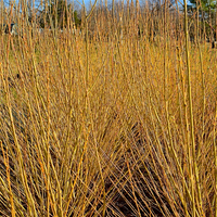 Flame Yellow Willow