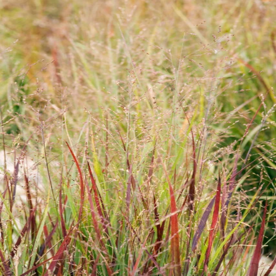 Heavy Metal Blue Switch Grass