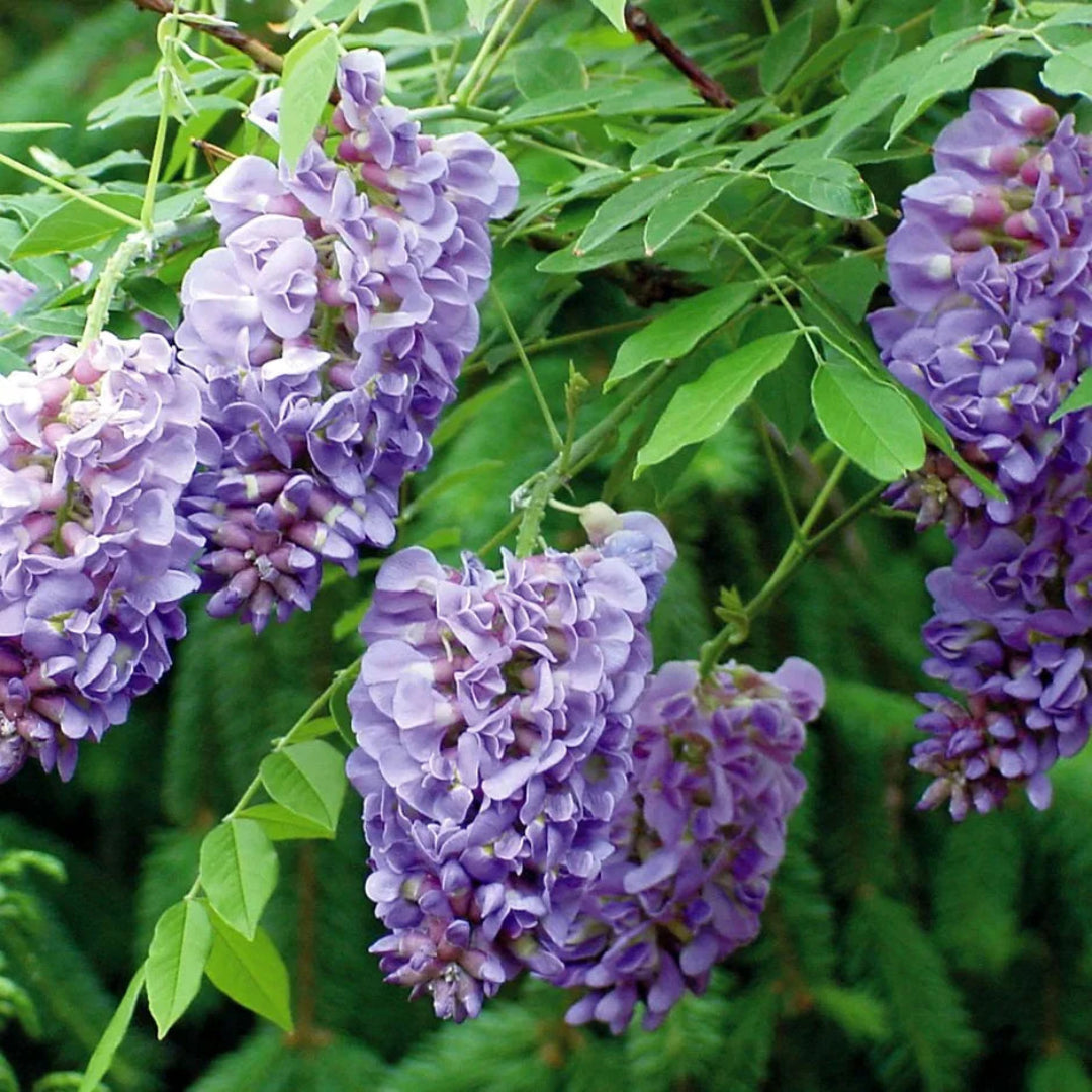 Wisteria Amethyst Falls Plant