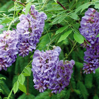 Wisteria Amethyst Falls Plant