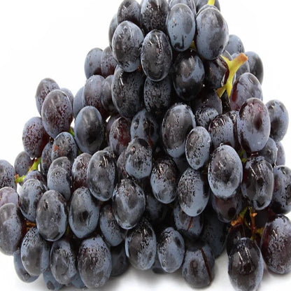Concord Seedless Grape plant care and growth illustration for gardening buyers