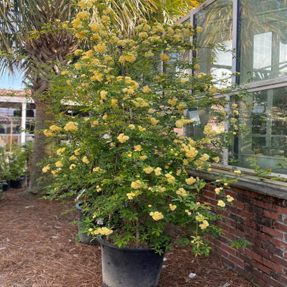 Yellow Climbing Rose Vine