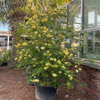 Yellow Climbing Rose Vine