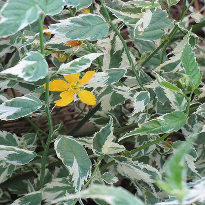 Variegated Japanese Kerria