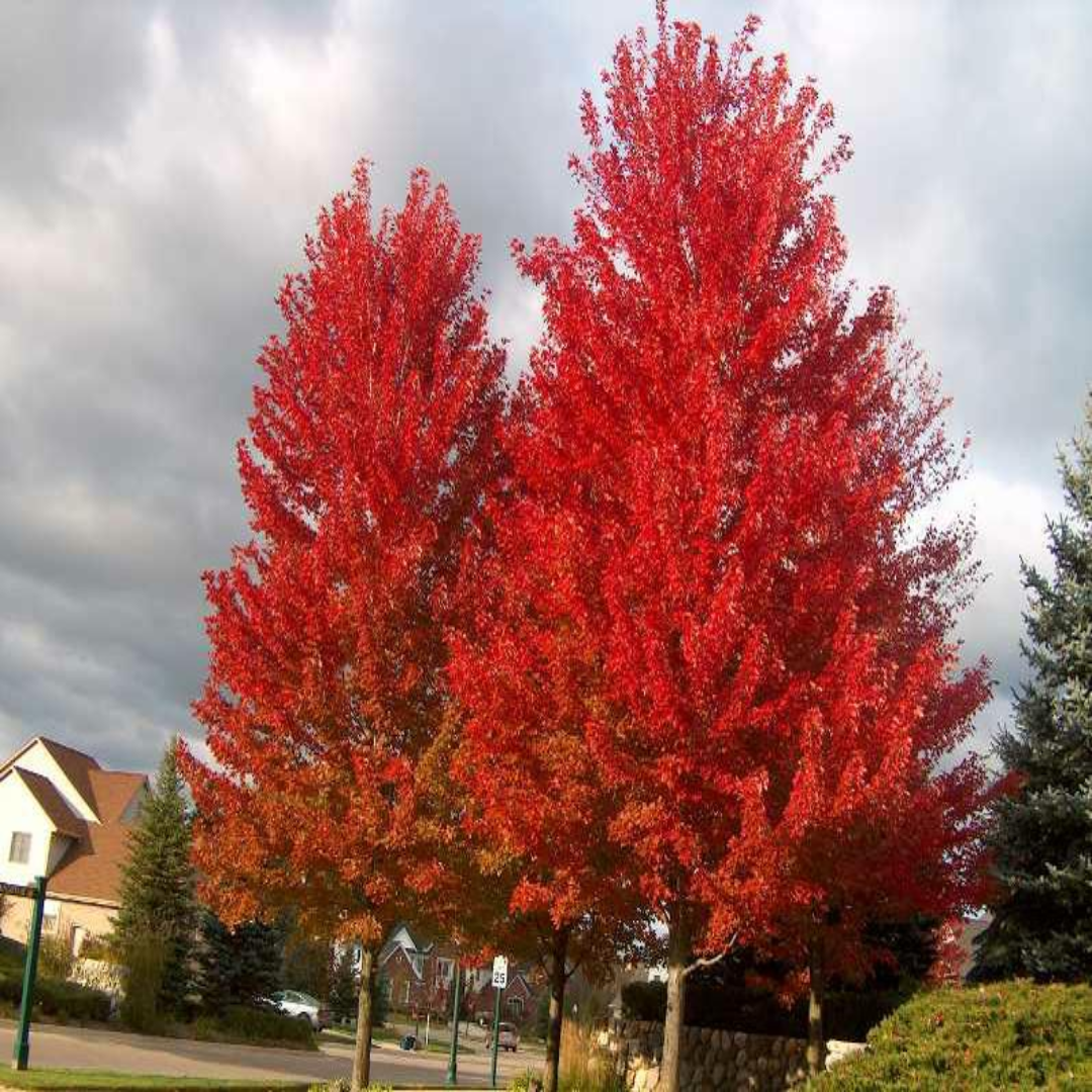 Acer X Freemanii &