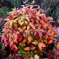 Bonsai Firepower Nandina Indoor/Outdoor (Live Plant)