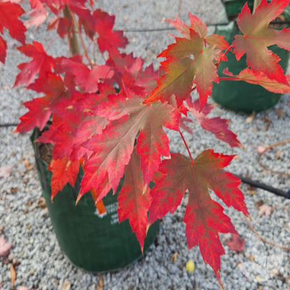 Acer X Freemanii &