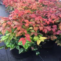 Bonsai Firepower Nandina Indoor/Outdoor (Live Plant)