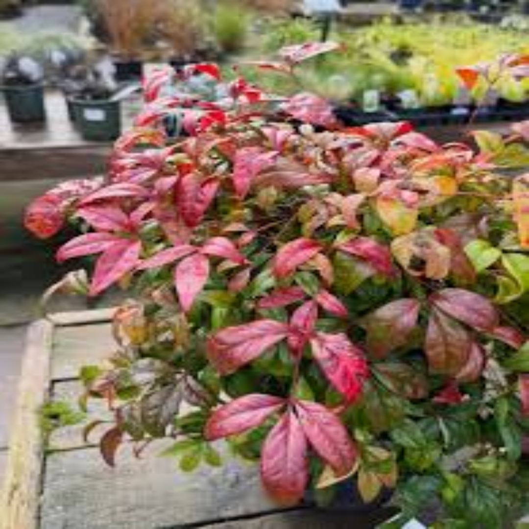 Bonsai Firepower Nandina Indoor/Outdoor (Live Plant)