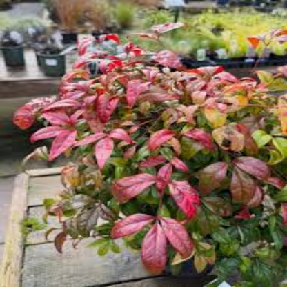 Bonsai Firepower Nandina Indoor/Outdoor (Live Plant)