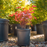 Bonsai Firepower Nandina Indoor/Outdoor (Live Plant)