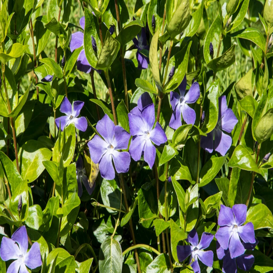 Vinca major (Large Leaf Periwinkle) - [EG]