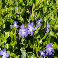 Vinca major (Large Leaf Periwinkle) - [EG]