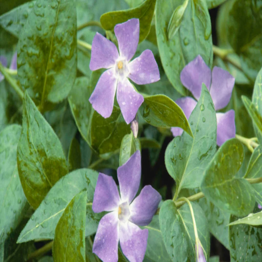Vinca major (Large Leaf Periwinkle) - [EG]