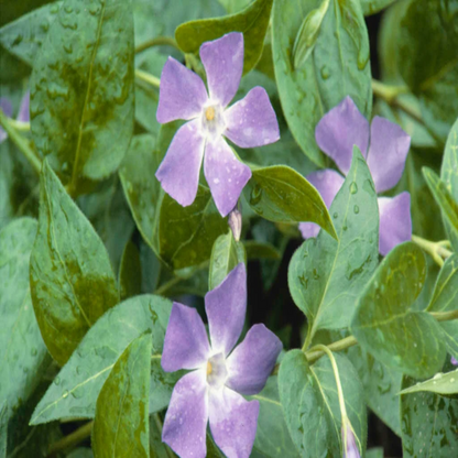 Vinca major (Large Leaf Periwinkle) - [EG]