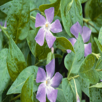 Vinca major (Large Leaf Periwinkle) - [EG]