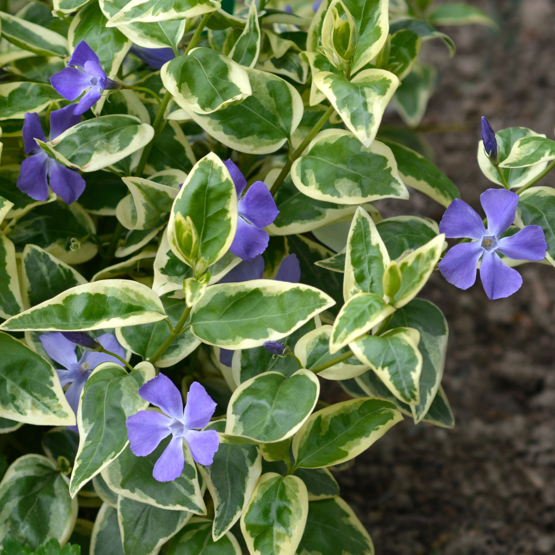 Vinca major (Large Leaf Periwinkle) - [EG]