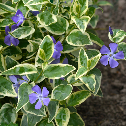 Vinca major (Large Leaf Periwinkle) - [EG]