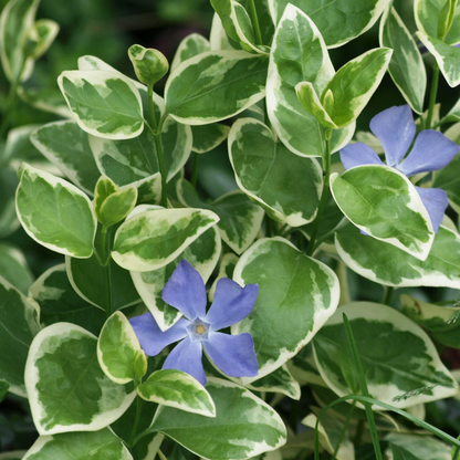 Vinca major (Large Leaf Periwinkle) - [EG]