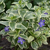 Vinca major (Large Leaf Periwinkle) - [EG]