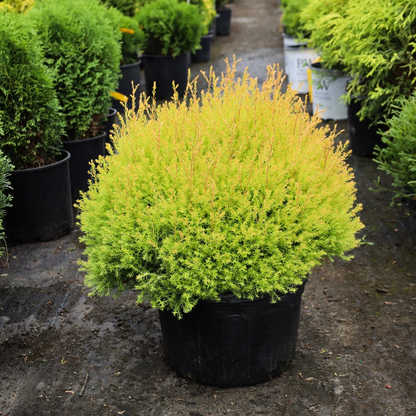 Thuja Rheingold Arborvitae